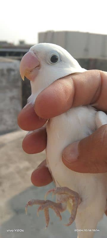 Albino Love birds 0