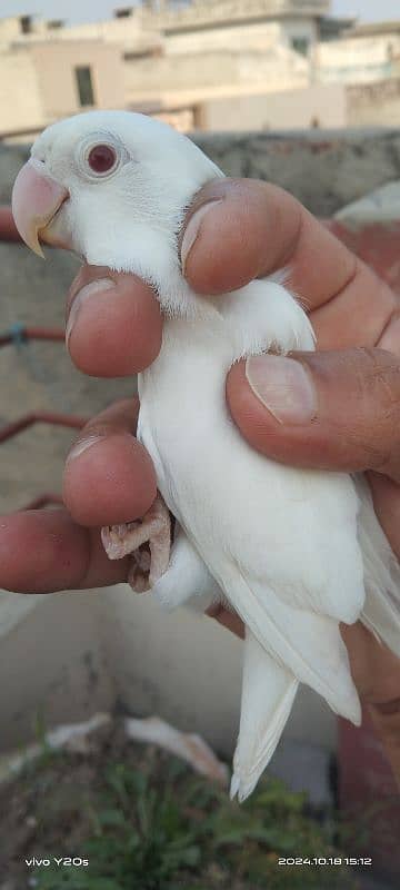 Albino Love birds 2