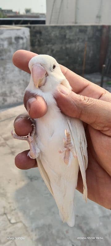 Albino Love birds 3