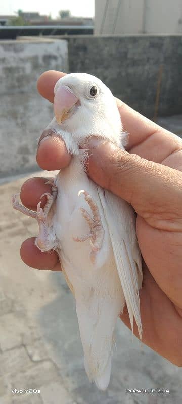 Albino Love birds 4