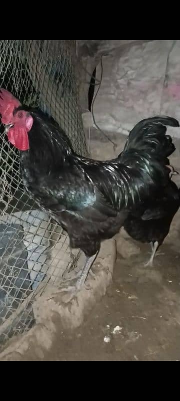 Australorp and RIR egg (03224535024) 3