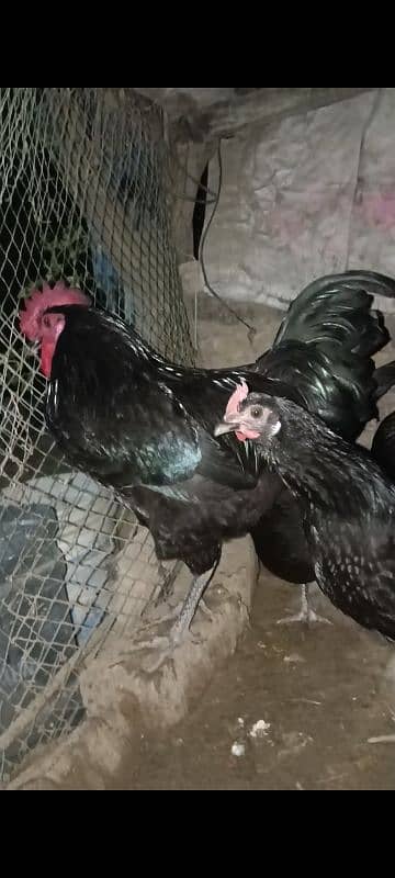 Australorp and RIR egg (03224535024) 4