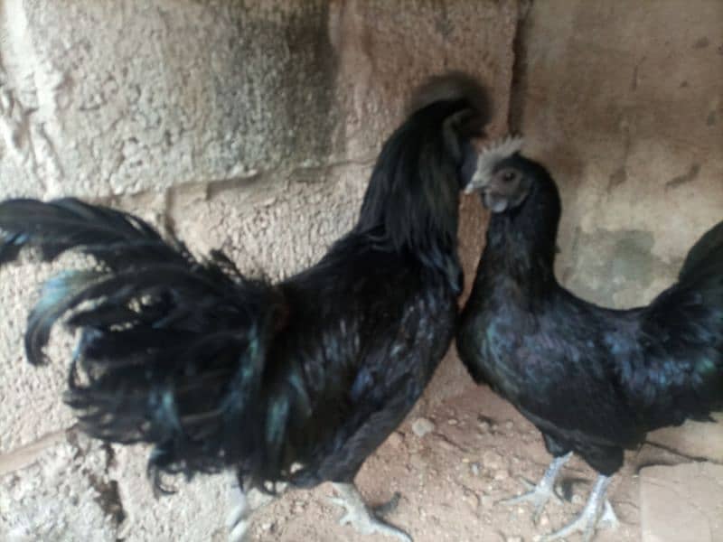 Ayam cemani eggs 0