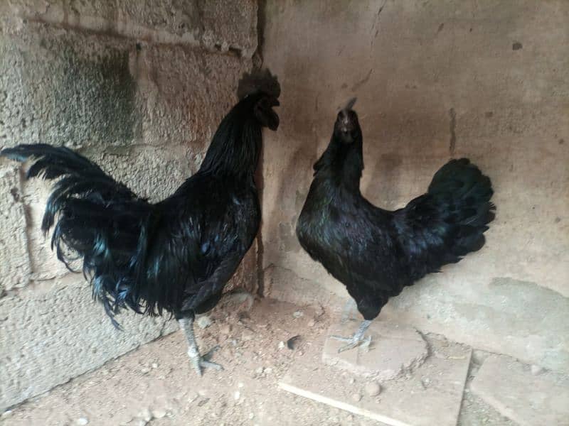 Ayam cemani eggs 3