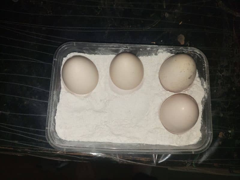 Ayam cemani eggs 4