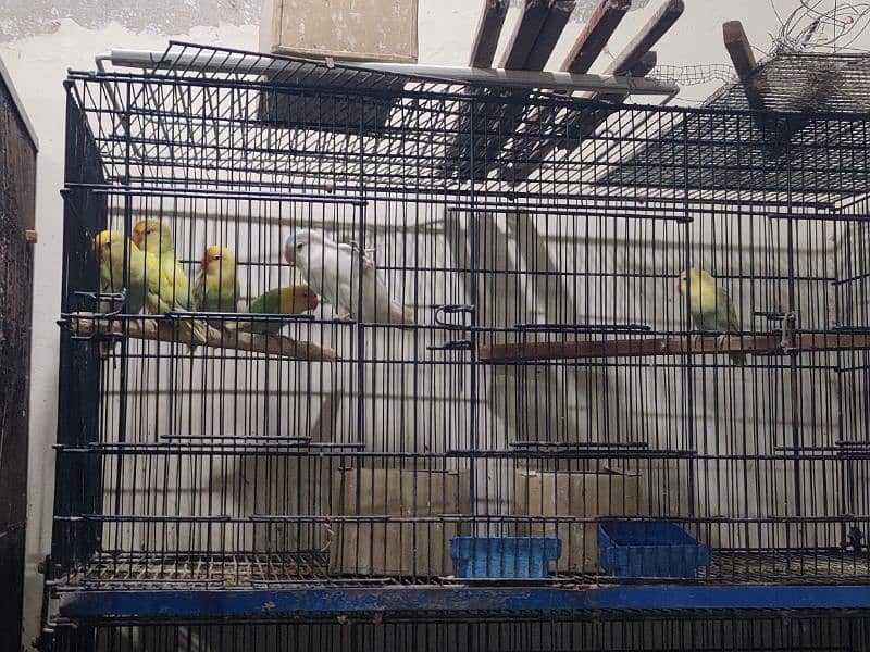 LoveBird Pairs, Full Setup Cremino, Decino, Albino 0