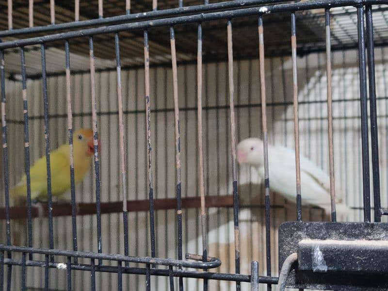 LoveBird Pairs, Full Setup Cremino, Decino, Albino 2