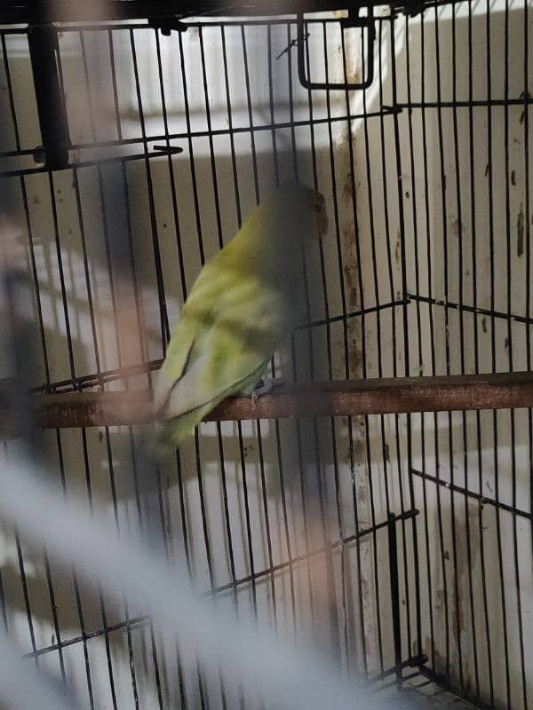 LoveBird Pairs, Full Setup Cremino, Decino, Albino 3