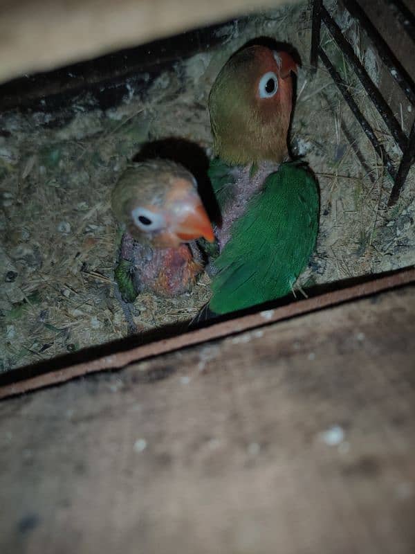 LoveBird Pairs, Full Setup Cremino, Decino, Albino 6