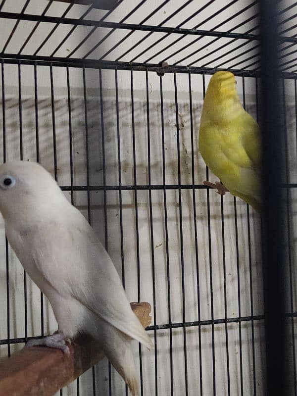 LoveBird Pairs, Full Setup Cremino, Decino, Albino 7