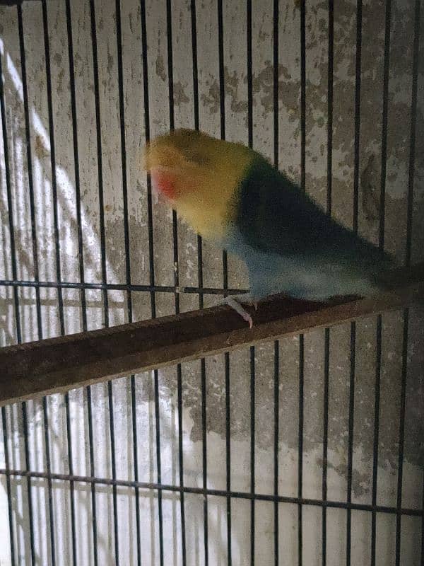 LoveBird Pairs, Full Setup Cremino, Decino, Albino 8