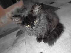 2 months old  Persian triple coated healthy kitten