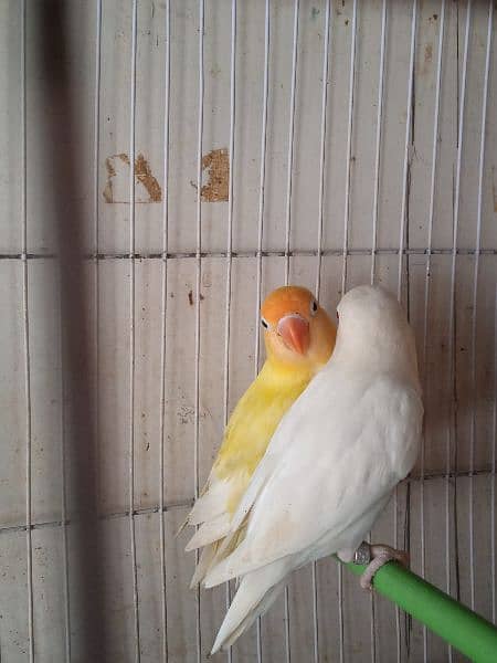 Decino, pastel ino, Albino, parblue/i, love bird, Fisher, Studio cage, 0