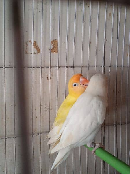 Decino, pastel ino, Albino, parblue/i, love bird, Fisher, Studio cage, 1