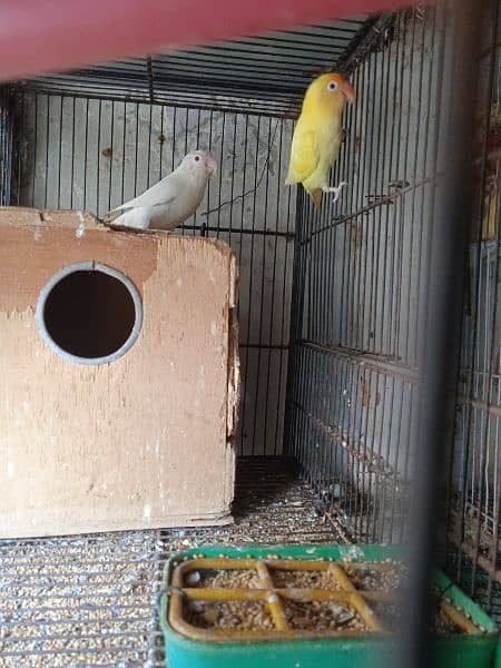 Decino, pastel ino, Albino, parblue/i, love bird, Fisher, Studio cage, 2