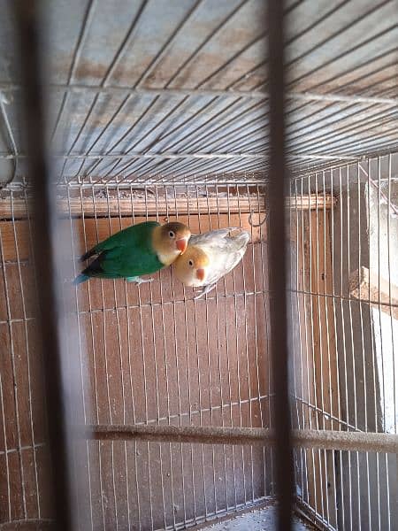 Decino, pastel ino, Albino, parblue/i, love bird, Fisher, Studio cage, 4