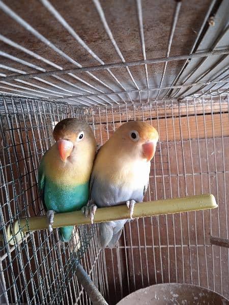 Decino, pastel ino, Albino, parblue/i, love bird, Fisher, Studio cage, 5