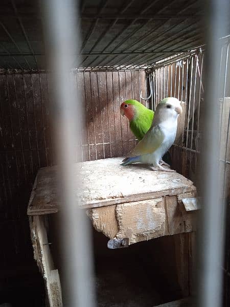 Decino, pastel ino, Albino, parblue/i, love bird, Fisher, Studio cage, 8