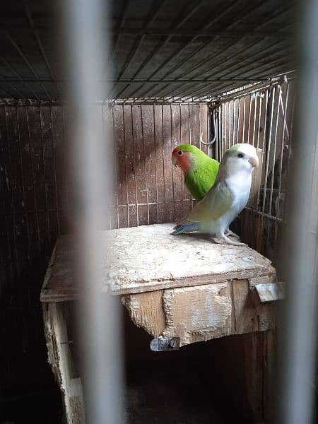 Decino, pastel ino, Albino, parblue/i, love bird, Fisher, Studio cage, 9