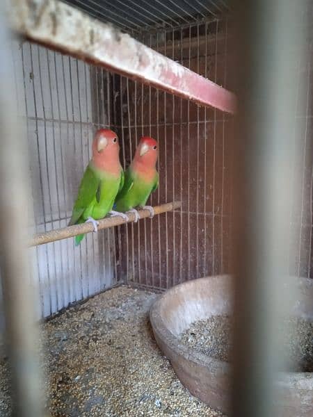 Decino, pastel ino, Albino, parblue/i, love bird, Fisher, Studio cage, 11