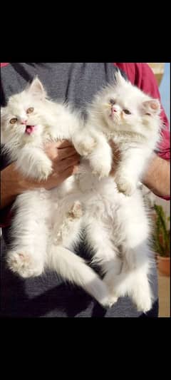 Persian Cat | Triple Coat | Punch face | Kittens