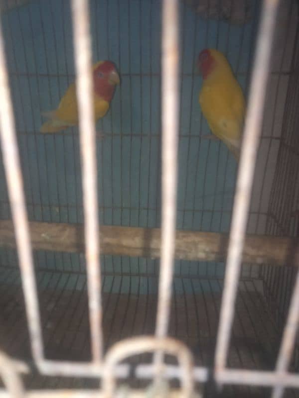 lovebirds lotino hm pair health and active fly everything ok hm 0