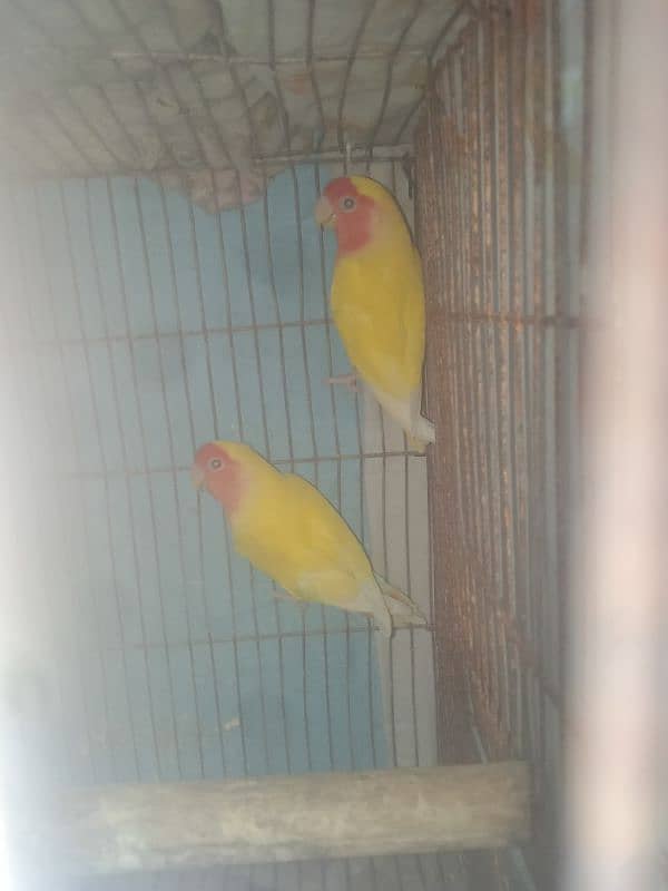 lovebirds lotino hm pair health and active fly everything ok hm 1