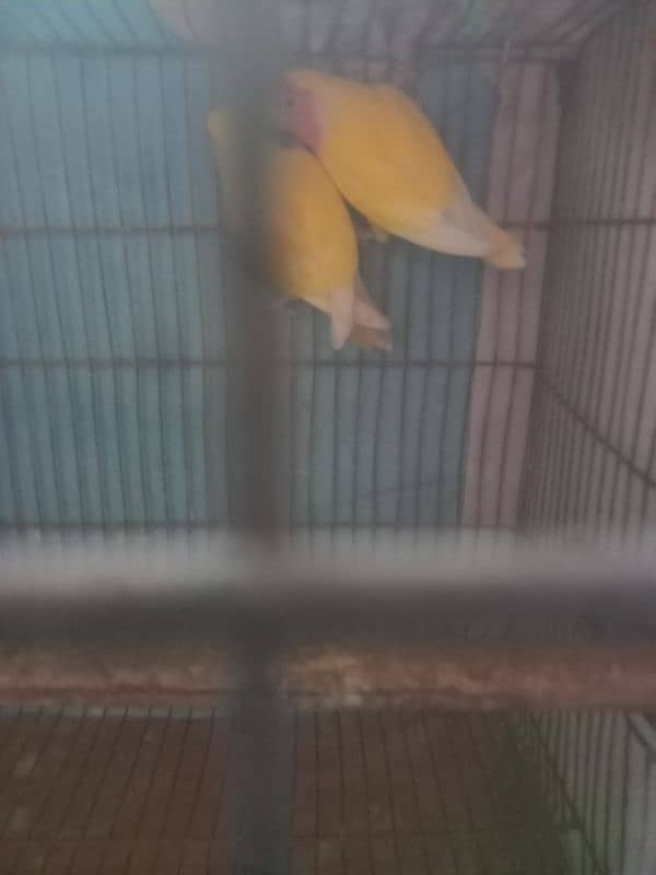 lovebirds lotino hm pair health and active fly everything ok hm 2