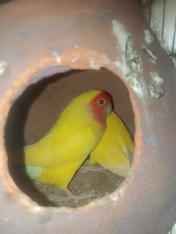 lovebirds lotino hm pair health and active fly everything ok hm 3