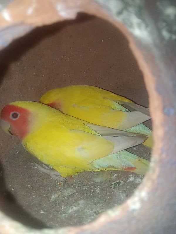 lovebirds lotino hm pair health and active fly everything ok hm 4