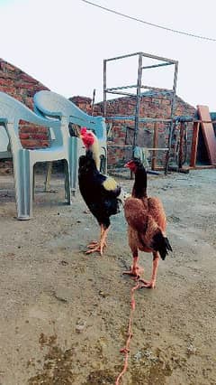 Aseel pair 4 sale