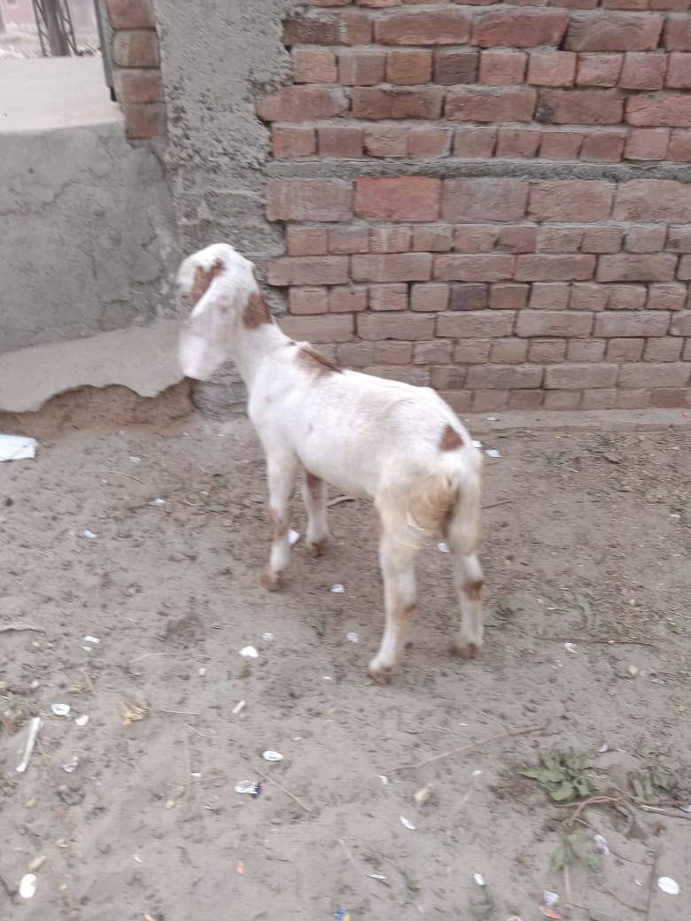 Goat / Bakri / بکری / Healthy Goats / Desi goat 2