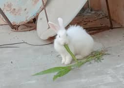 angora female urgent sale 03224186572