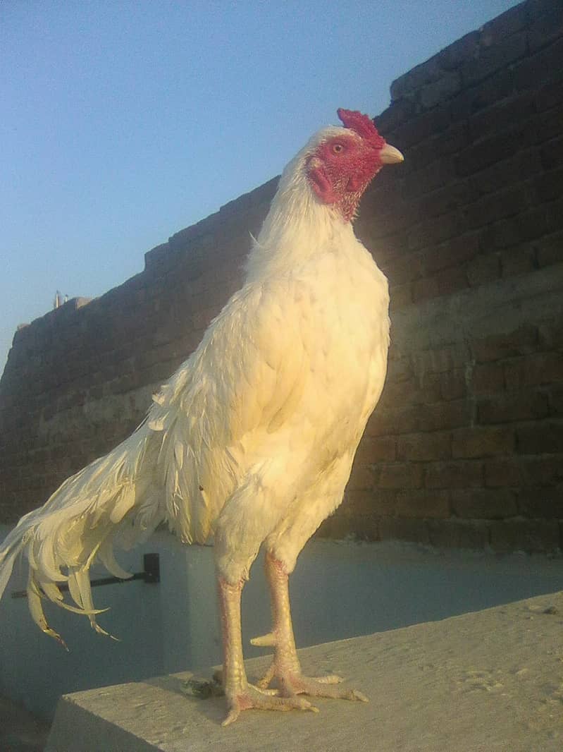 paper white heera aseel chicks 0