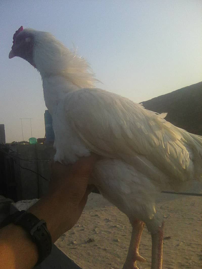 paper white heera aseel chicks 2