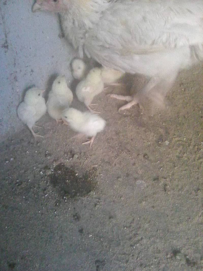 paper white heera aseel chicks 7