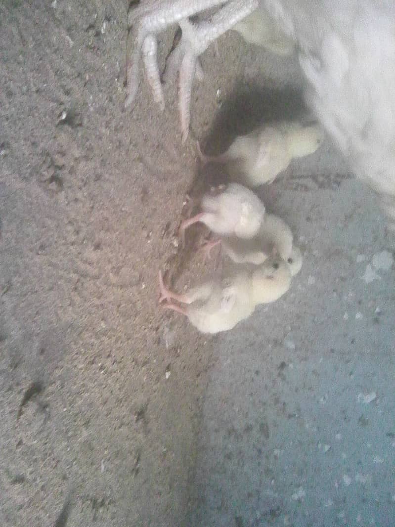 paper white heera aseel chicks 8