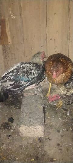 aseel pair for sale available pair