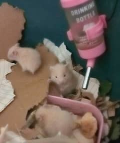 taddy Bear hamster Adult and babies are up for sale