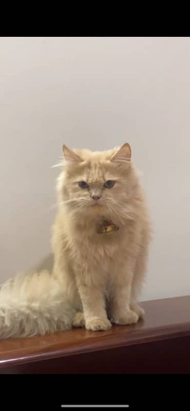 price of 2 kittens) 3 months old Persian triple coat semi punched face 1