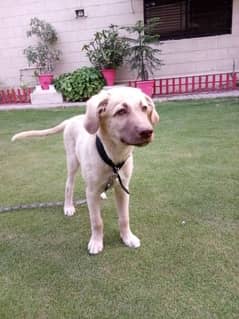 golden retriever puppy