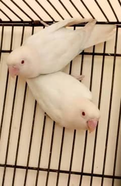 Albino red eyes albino siplit ino decino cremino non dna birds availab