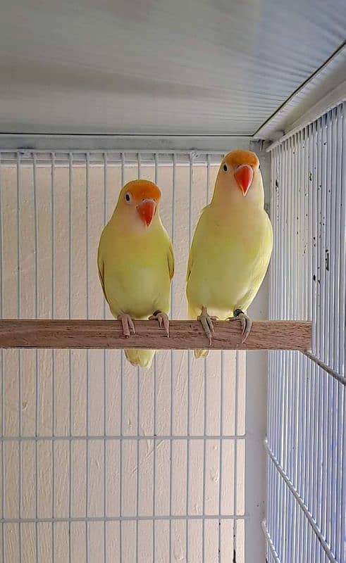 Albino red eyes albino siplit ino decino cremino non dna birds availab 1