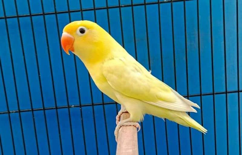 Albino red eyes albino siplit ino decino cremino non dna birds availab 2