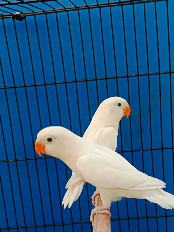 Albino red eyes albino siplit ino decino cremino non dna birds availab 3