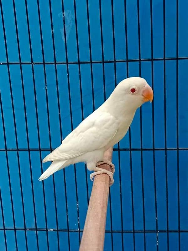 Albino red eyes albino siplit ino decino cremino non dna birds availab 4