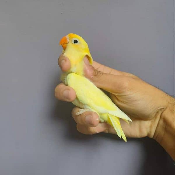 Albino red eyes albino siplit ino decino cremino non dna birds availab 5