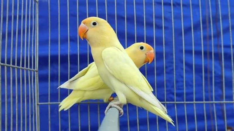 Albino red eyes albino siplit ino decino cremino non dna birds availab 6