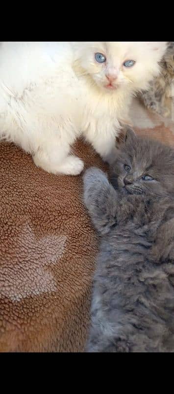 Persian Kittens For Sale 3