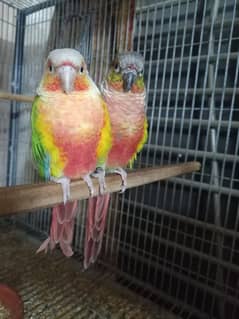 High red conure pair parrots /birds